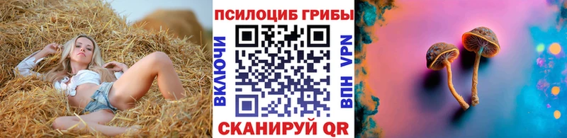 Галлюциногенные грибы Psilocybe  Купить  Луховицы 